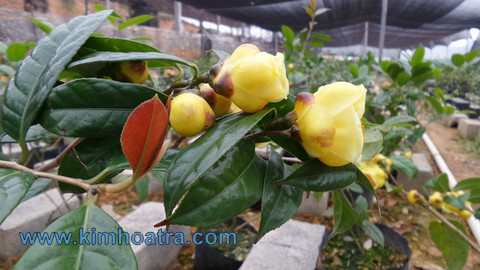 Cây Giống Trà Hoa Vàng Tam Đảo - Camellia Chrysantha.M.Sealy